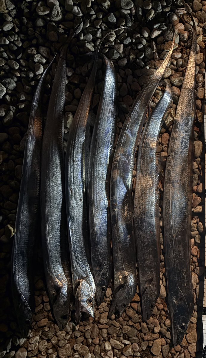 今日の遠州サーフ、夕方爆風の時は帰ろうかと思ったけど、日が沈むとちょっと和らいだのでしょうがなく投げ始める、、、
結果、、たくさん釣れました🤗
太刀魚8匹(リリース1匹)、シーバス65センチのオマケ付き🤩
こんなこともあるのかとびっくりで楽しかった。。🥰