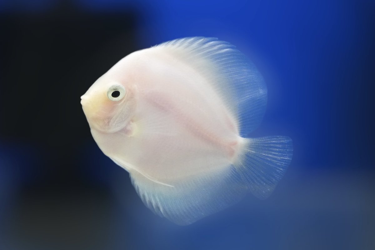 ディスカス大（白）と小魚 ホワイトディスカス】🤍 真珠のような白さが魅力の美個体❣️ 存在感