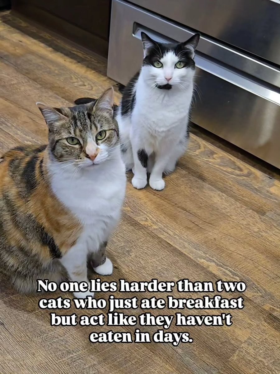 catsareblessing's tweet image. 