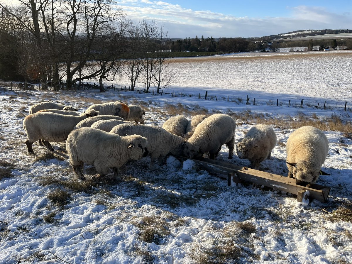 Ballindean Ryelands & Menmuir Oxford Downs tweet media