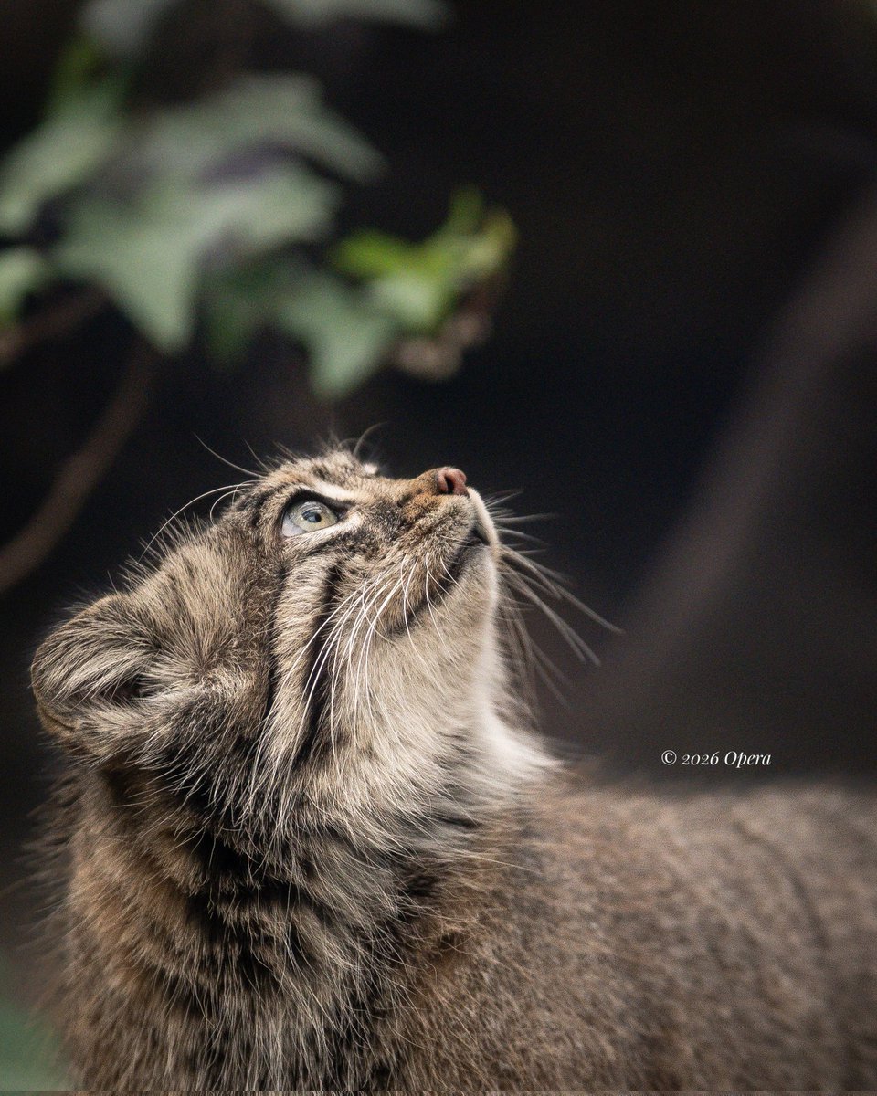 最近、自分の中でブームになっているマヌルネコ🐱 皆さんは知ってる