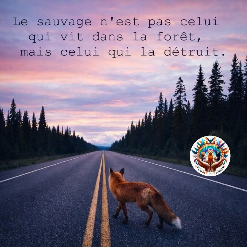 FR-91 (@kfranc91) on Twitter photo 