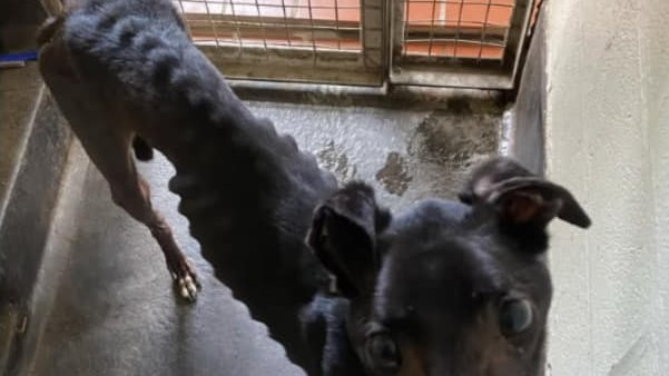 Animal Adoptions UK 🐕🦺🐈🐎❤️ tweet media