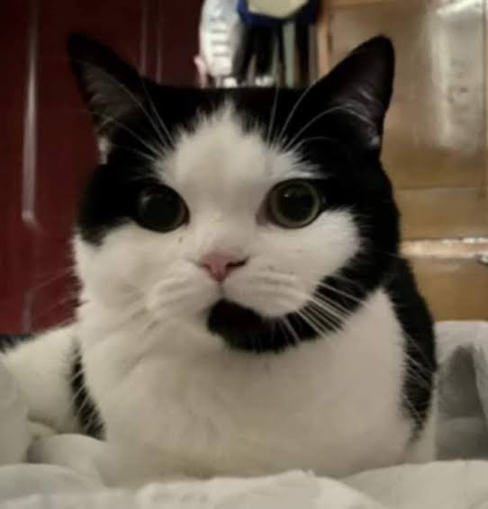 จูเอ้ว บริษัทหัตถการ tweet media