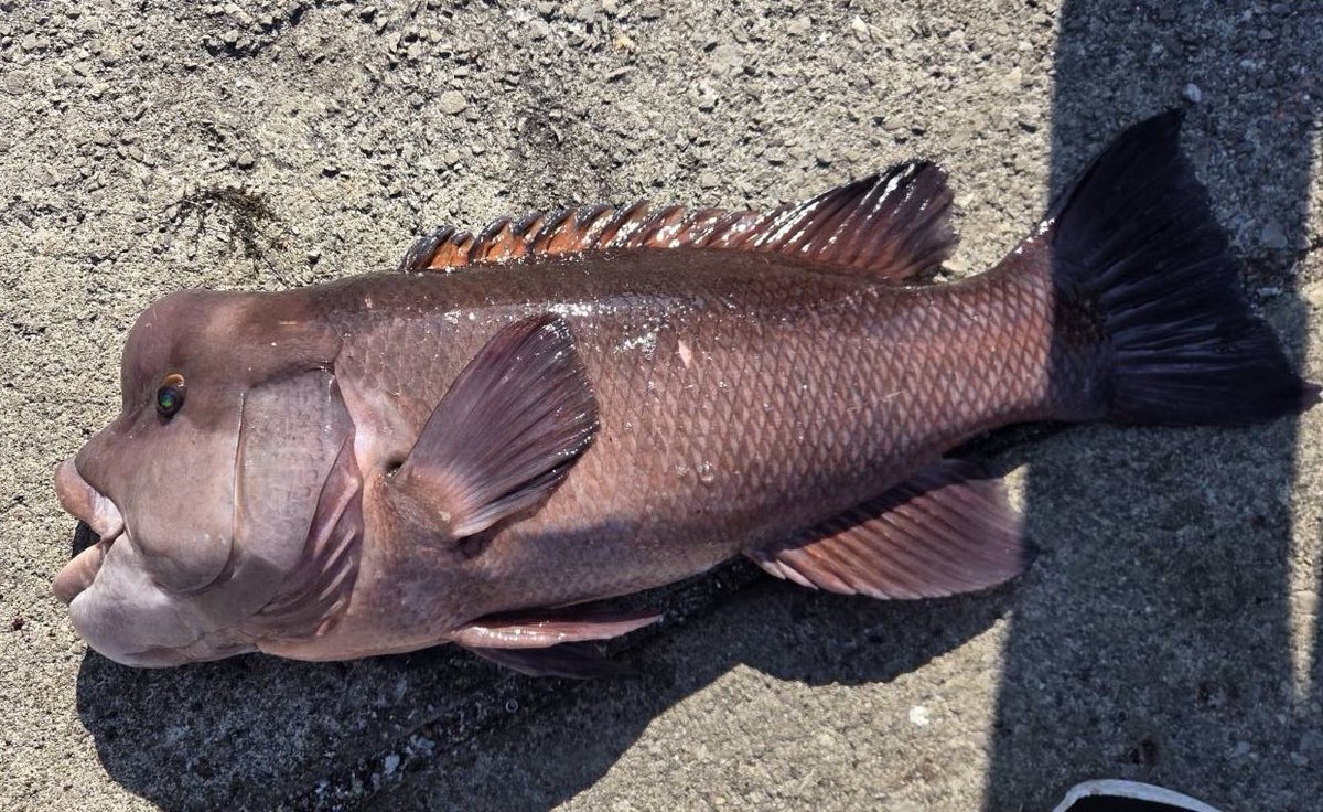 ichimiyan0129's tweet image. 相方がやらかしたw
73cm ！