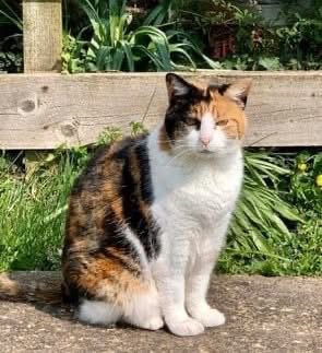🐾💜SPECIAL FOSTER APPEAL 💜🐾 

Meet Squeek, this beautiful lady is 14yrs young &amp; needs very special foster family 🏡

👇 for more details 🐾😻