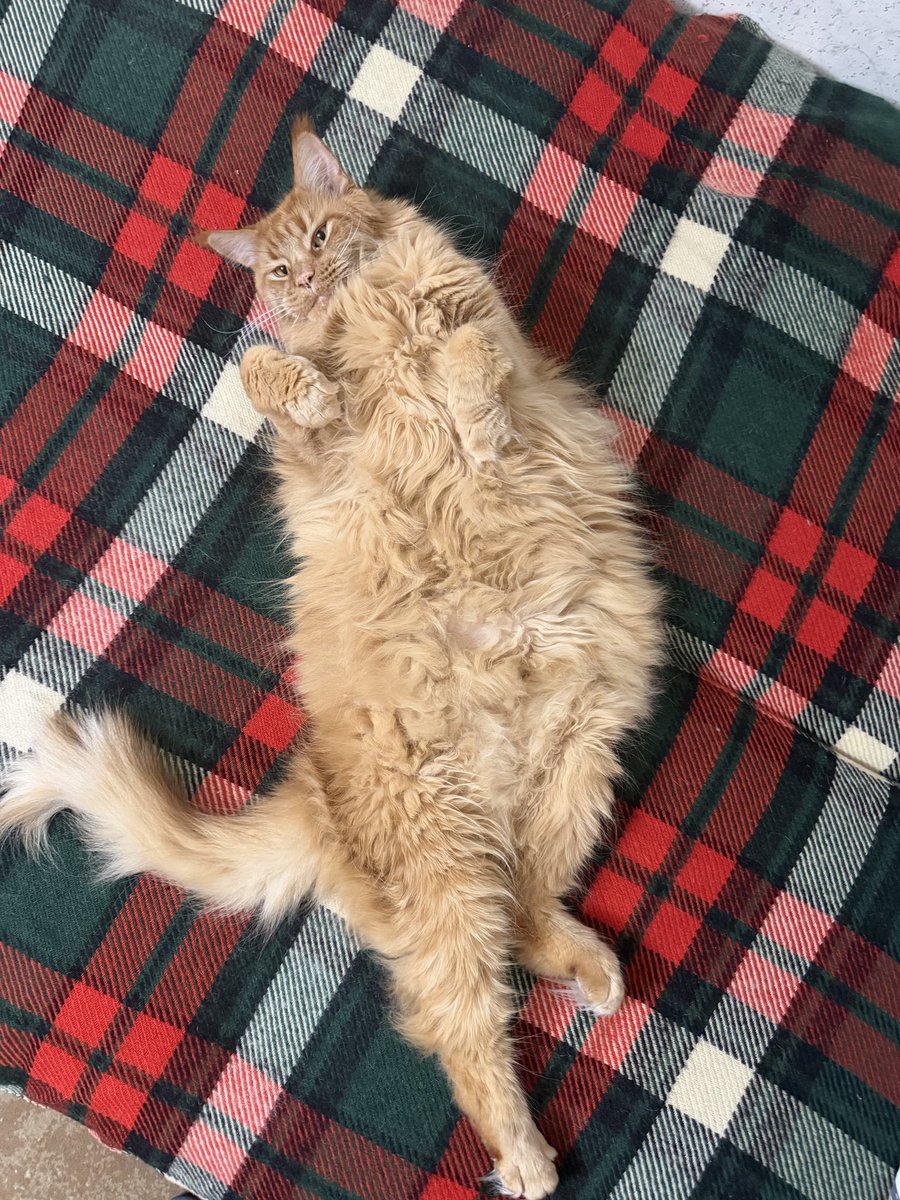 Кот исследует идеальные пропорции сна и ленивого блаженства