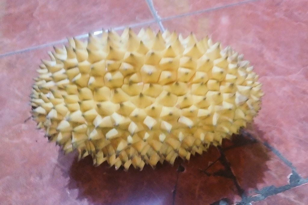 XShez's tweet photo. I got a Musang King durian as a Christmas gift from my wife. It looks like it tastes really delicious 😍🤤 @krakenfx #giftflip https://t.co/NffWT9fHh5