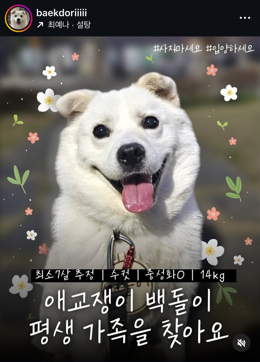 11개월 간의 가정생활이 끝나고 다시 위탁소로 돌아가야 한다는 백돌이… 임보자분이 애타게 입양홍보를 하고 계시지만 오랜 기간동안 문의가 없나봅니다.. 보일 때마다 신경쓰여서 트위터로 가져와봤어요. 누런색의 작은 접힌 귀가 너무 귀여운 백돌이에요ㅠㅠ
