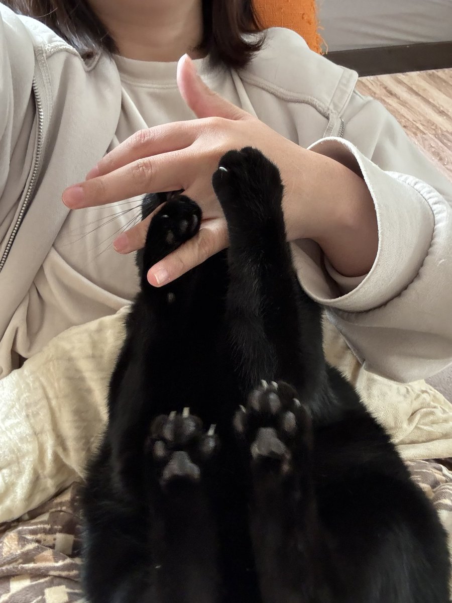 黒猫あさり tweet media