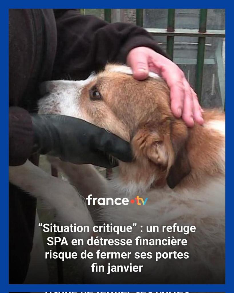 AdeaClaude's tweet image. “Situation critique” : un refuge SPA en détresse financière risque de fermer ses portes fin janvier 👉 ebx.sh/tb8MG2