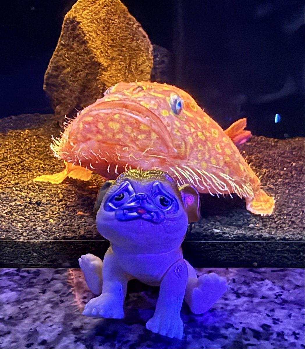 どの水槽覗いても変な魚ばかりの沼津港深海水族館🐟 隅から隅まで