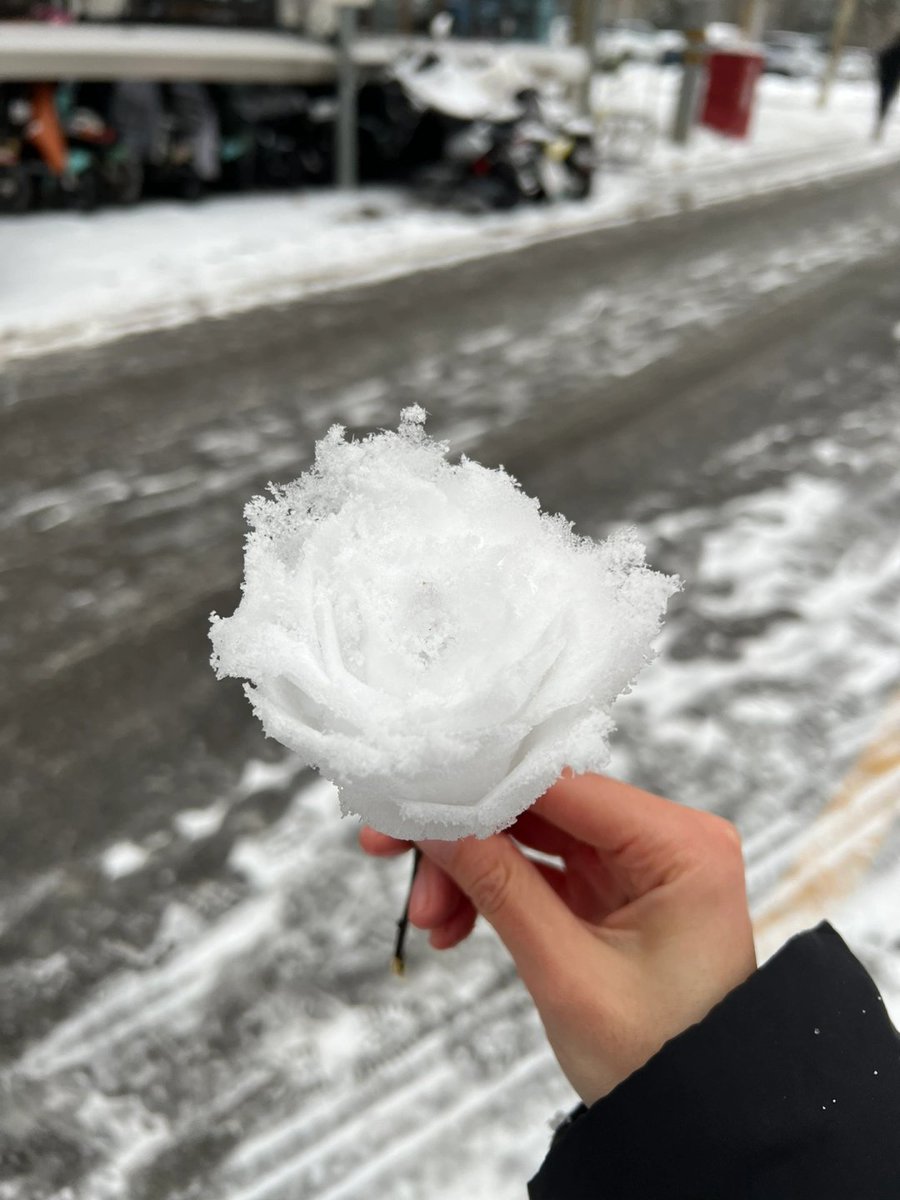 jayrdark's tweet image. Snow flower🤍