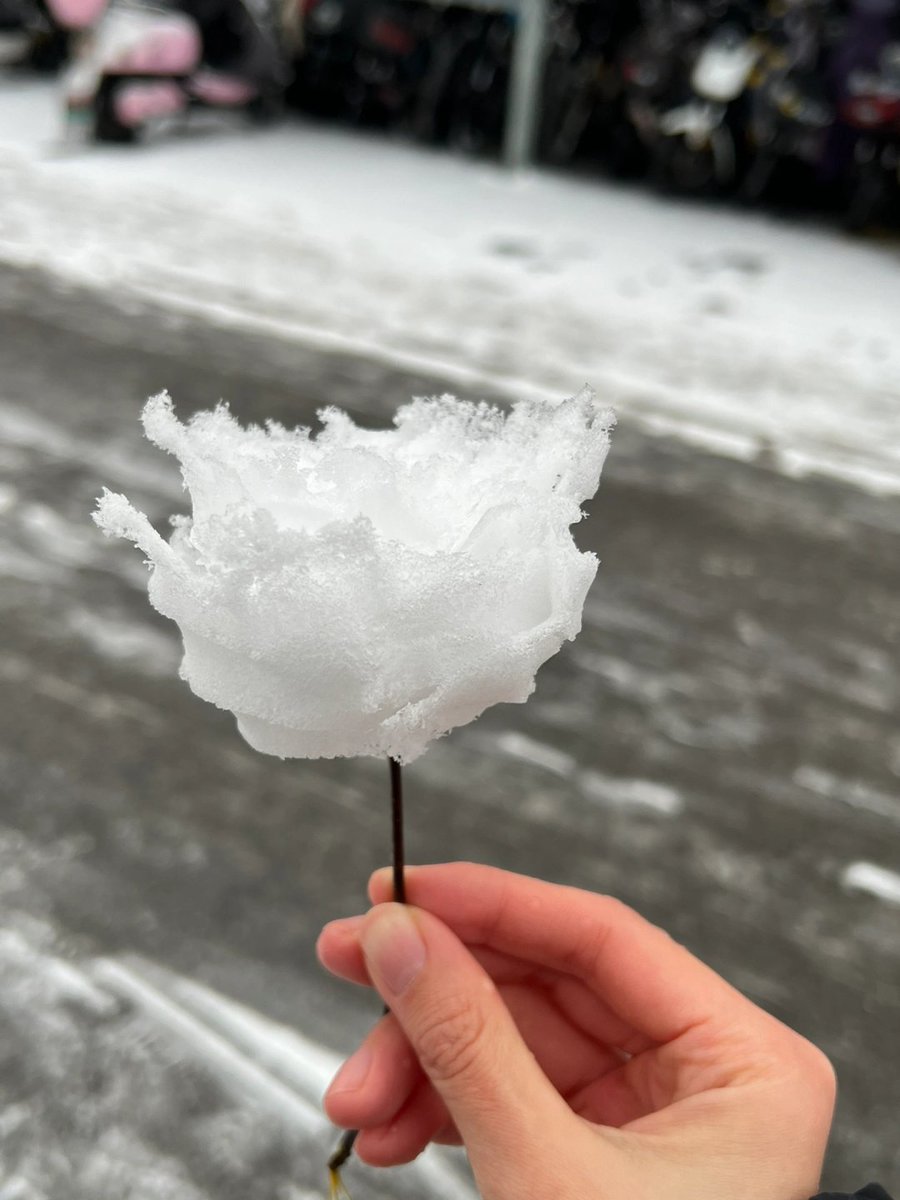 jayrdark's tweet image. Snow flower🤍