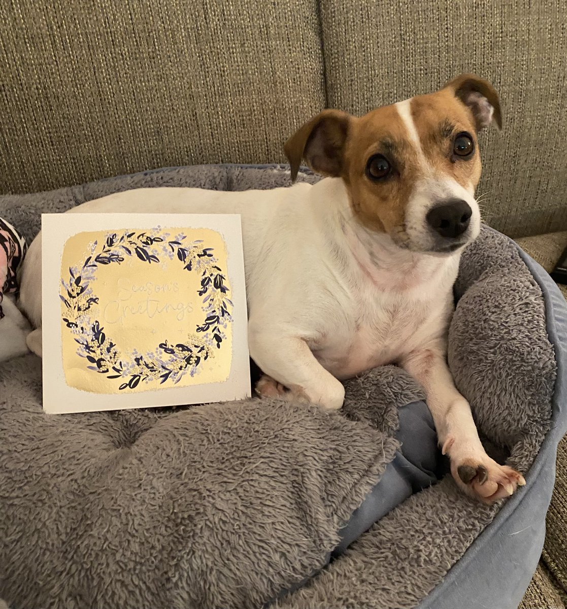 BelleLBear's tweet image. #PupMail📬💌 #dogsoftwitter #ChristmasCard #dogsofX 🌟#dogs #zshq #sundayvibes 🎊
Wow frens! My Boyfren Scout sent this beautiful card all the way from AUSTRALIA!! We love it &amp;amp; YOU!! 🔔🎉🌟🎊💌📬