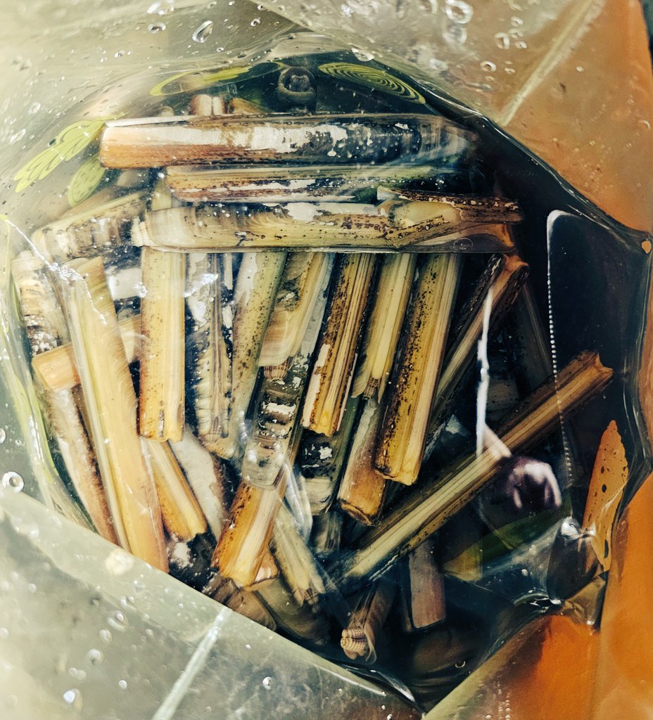 新年初の活動はマテ貝︎︎🐚！

８８本でした👏
縁起が良さげです︎︎🙋

今年も
(*ˊᗜˋ)ﾉﾞﾖﾛｼｸｵﾈｶﾞｲｼﾏｽ！