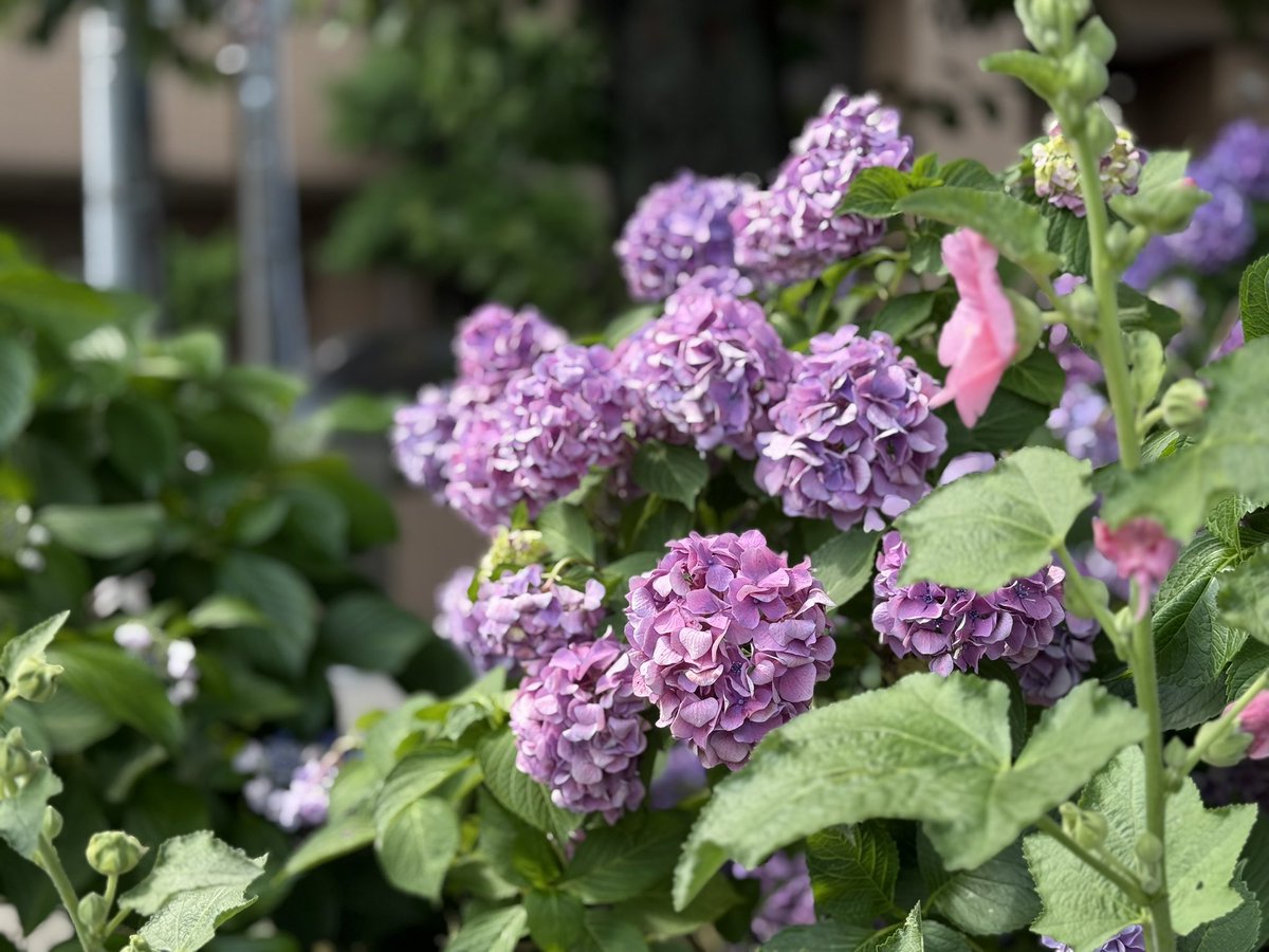 alextran_78's tweet image. Good morning