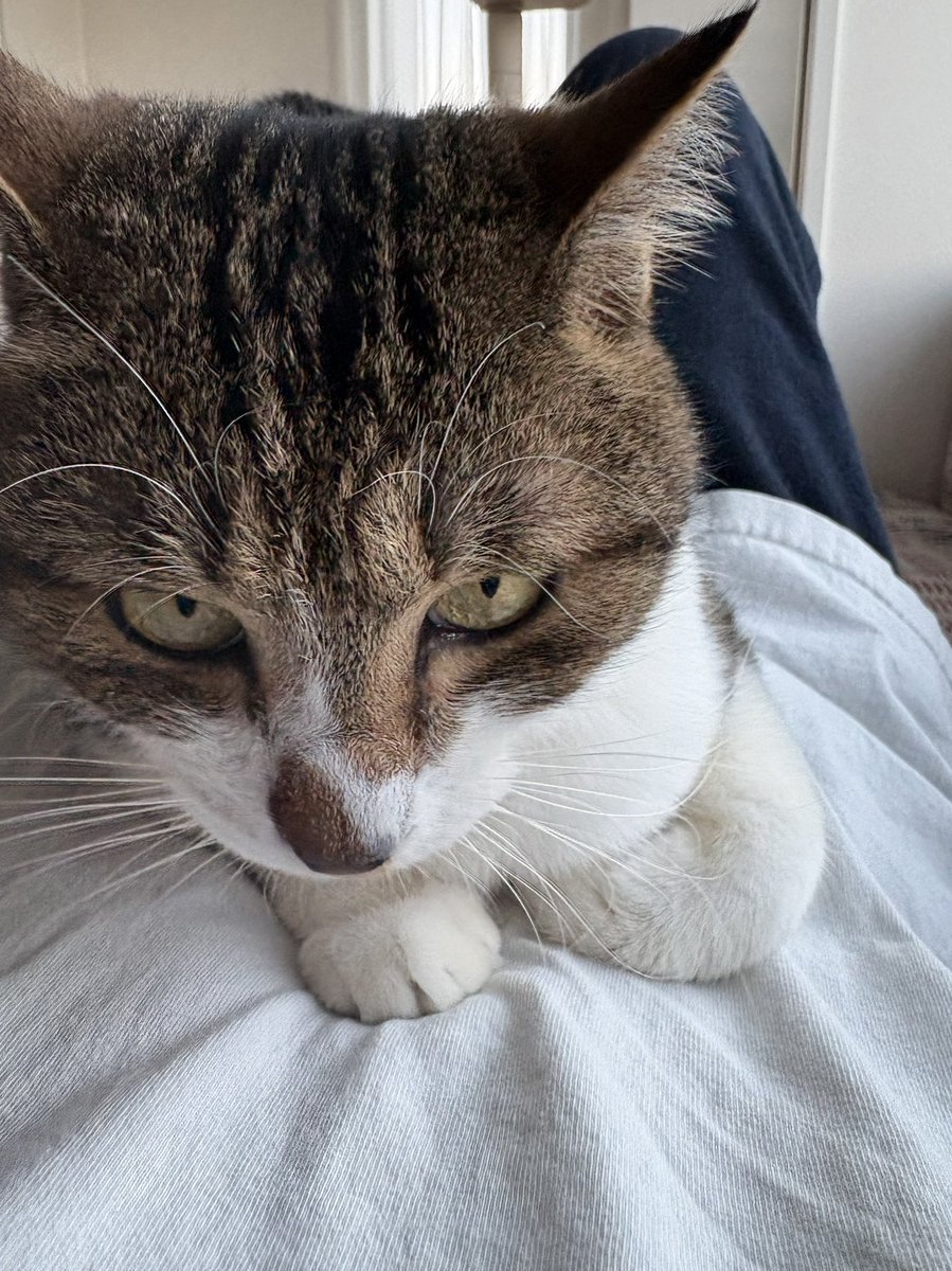 家帰ったら不貞腐れた猫がこれ