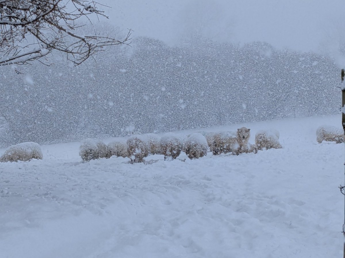 Snow coming down heavy

#bbcweather

<a href="/BBCWalesNews/">BBC Wales News</a> <a href="/bbcweather/">BBC Weather</a>