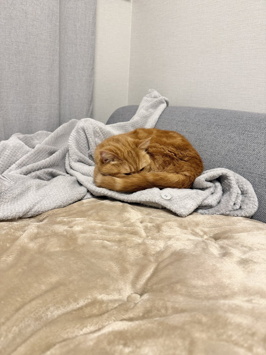 にゃむ (@nyamuchannel) / Posts / X