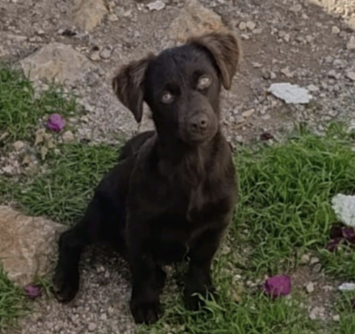 ADI:ÇITIR,,,CİNSİY.   ET;DİŞİ,,,,YER;İZMİR,,,,,,URLA,GÜLBAHÇE. MAH.,KARAPINAR MEVKİN'DEN,BAHCEDEN ÇALINMİSTİR,,        TEL:: 05557516833