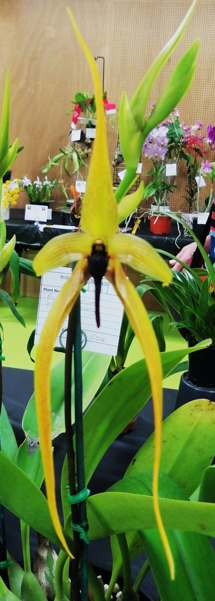 OrchidsWorldcom's tweet photo. Bulb. Wilbur Chang "Big Boy". Another unique, good size flower. https://t.co/FeY1FiK1mX