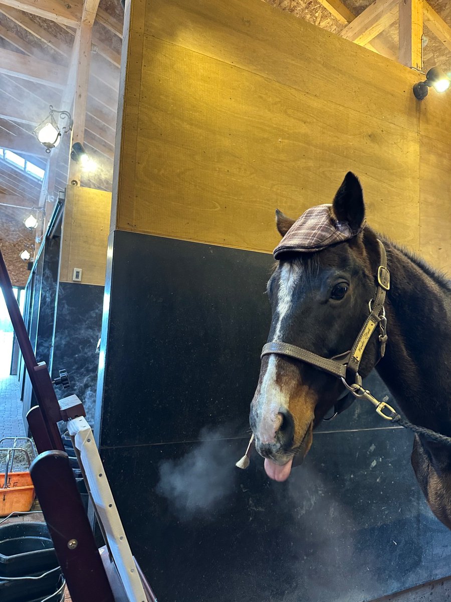 11gowon's tweet image. i LOVE wonder acute's little hat. it's so... wonderfully a-cute.