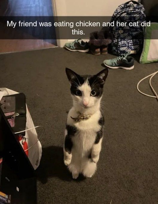 Cat TikToks (@cattiktoks) on Twitter photo 