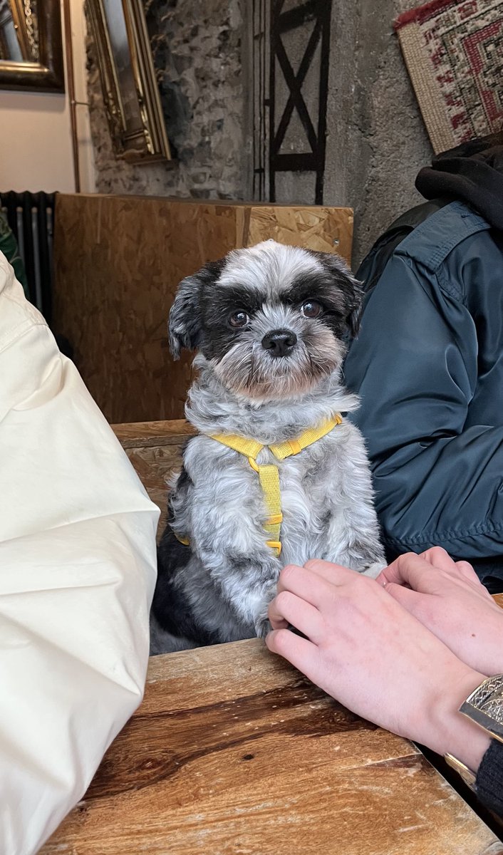 인간들 수다시간이 지루한 강아지
