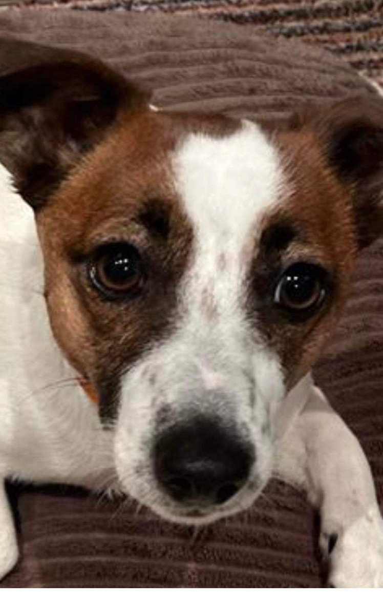 Missing Pets GB tweet media