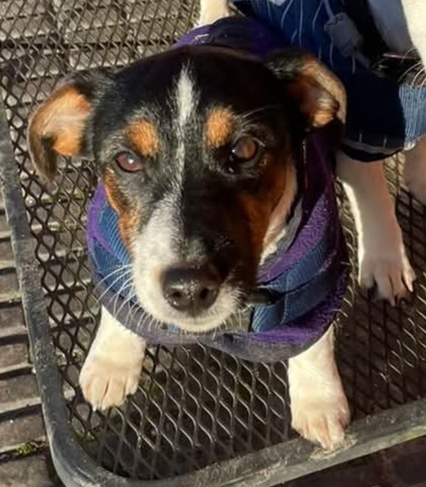 #stolendoghour

It is likely that #missing NOODLE DOODLE/NOODLES has been taken. 

Missing from Louth #Lincolnshire #LN11

Her owner is beyond distraught so please contact with any info. A REWARD is offered for info leading to her safe return