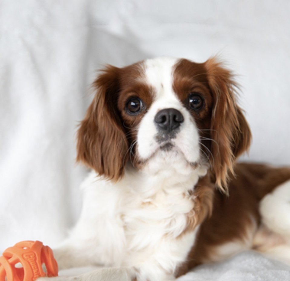 Hi I'm 3 year old Teddy in St Louise, MO. I retired from  breeding and found my true calling as a clingy velcro cuddler with a passion for belly-rubs. Foster Mom says I'm the handsomest.
Cavalierrescueusa.org