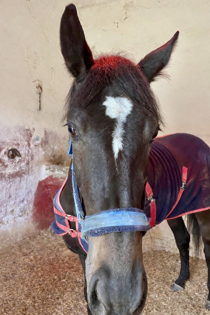 Szercelk's tweet image. Halid beyy &amp;amp; almina 🫶

#izmit #kocaeli #hipodrom #at #keşfet