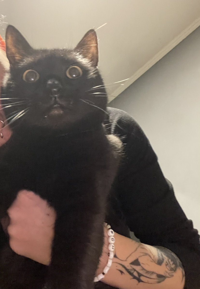 csicska macskam juli