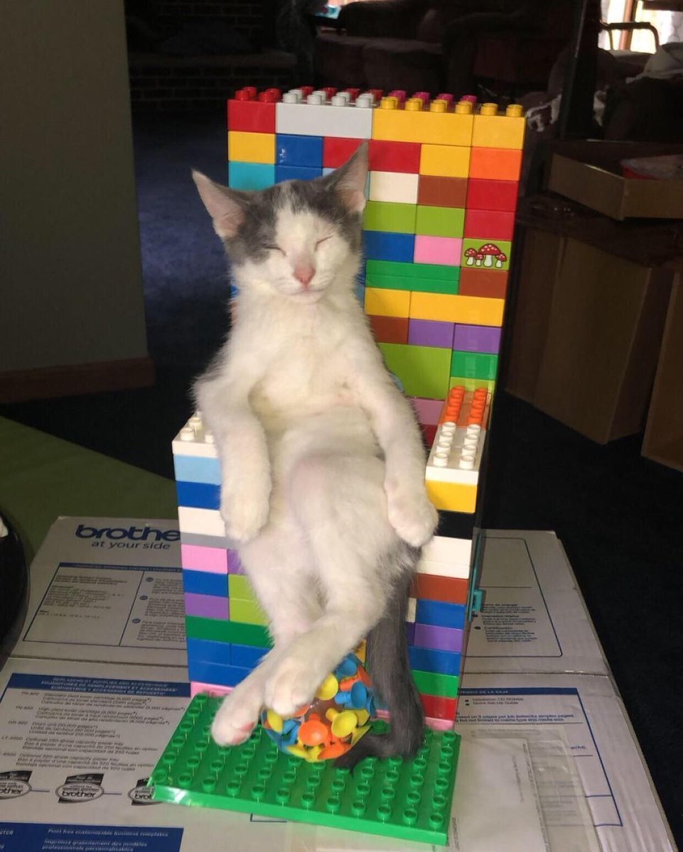 ShouldHaveCat's tweet photo. https://t.co/E1PURAvnSk
