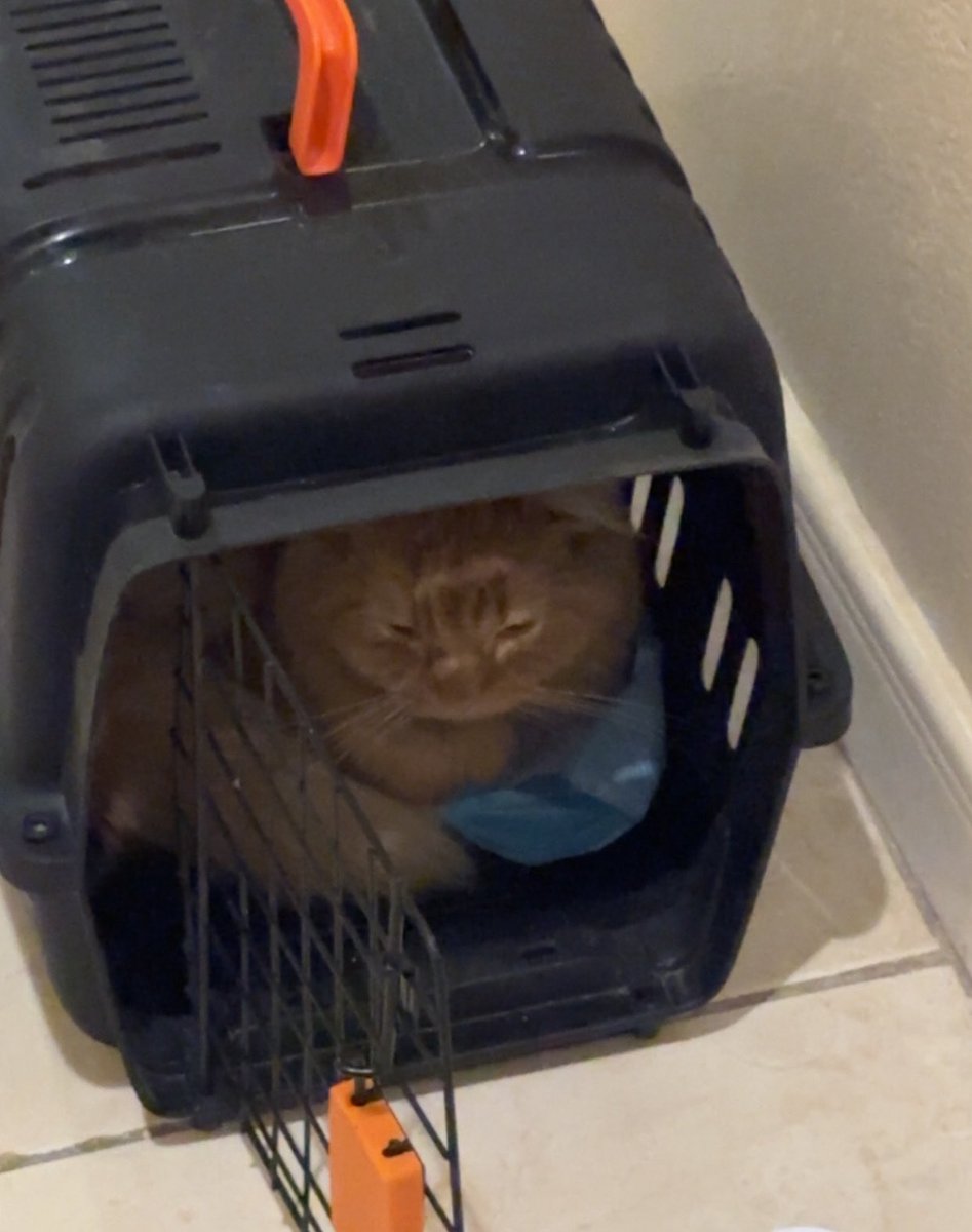 abulwaleed2009's tweet image. القط لقيته عند بيتي جلد على عظم وخايف جداً
اليوم وديته العيادة وكان وضعه صعب وواضح آثار الجفاف والتعب ومشاكل الكبد

الصدمة انه طلع معقم !!
كان خايف وهو بين القطط ورافض ياكل الا بالقوة وحاله صعب

كيف طاوعهم قلبهم يتركونه بعد الامان والتعود عليهم ويدرون ايش حصل له ؟

الله المستعان