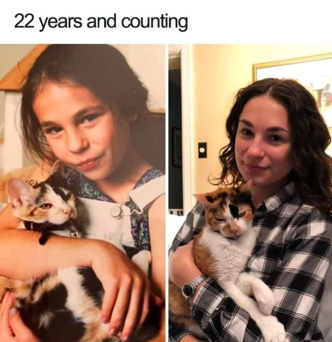 catsnkittys's tweet image. 