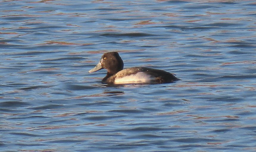 Roy Harvey tweet media