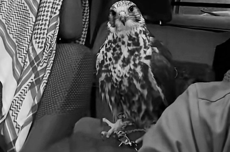 يسولف معي على انه صديق 
مايدري اني بالخفا قد عشقته ... 🕊️