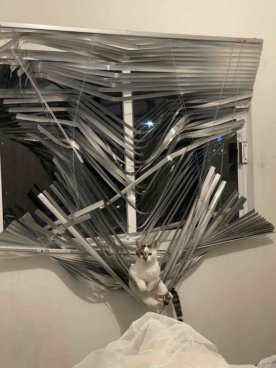 Animalesaprieto's tweet photo. Nunca dejen a los gatos sin supervisión. https://t.co/Wi1f1mdLjQ