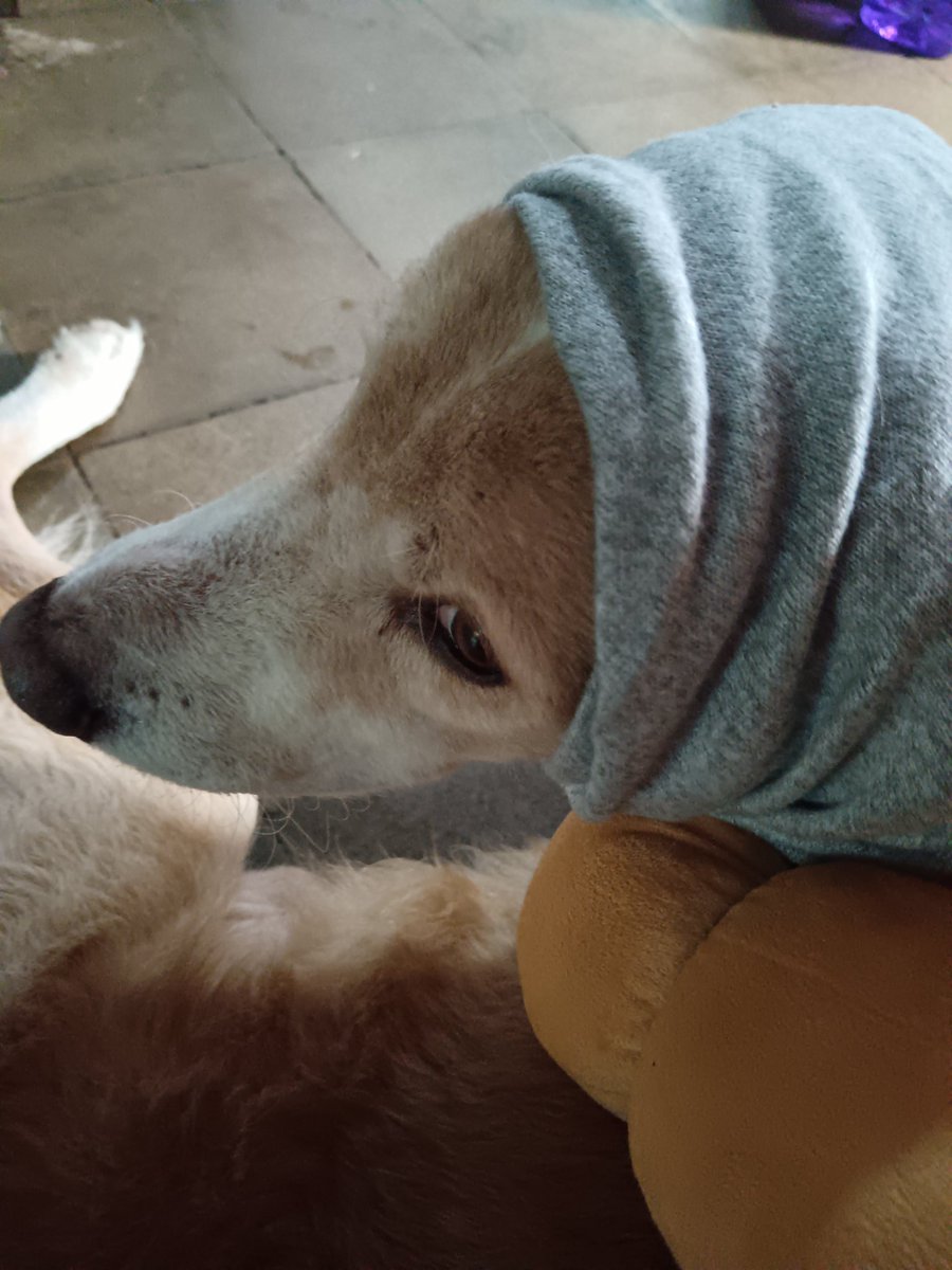 smartbea's tweet image. Iniciamos el año con fuerza. 
Sajalito está mucho mejor, ya camina y corre poco. Sus patas de atrás aún tienen problemas, pero es un perro fuerte y muy amado. Gracias por estar pendiente!