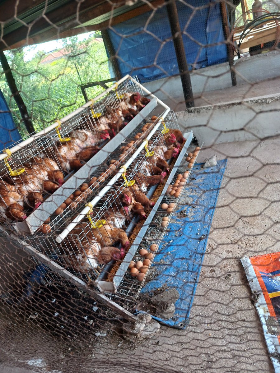 Lala_Mogalaledi's tweet photo. 117 layers with cages for sale. P14500 Negotiable. 74025307 or 72302934. They're in Rasesa. Please retweet🙏🙏🙏 https://t.co/RoAMcy0yOT