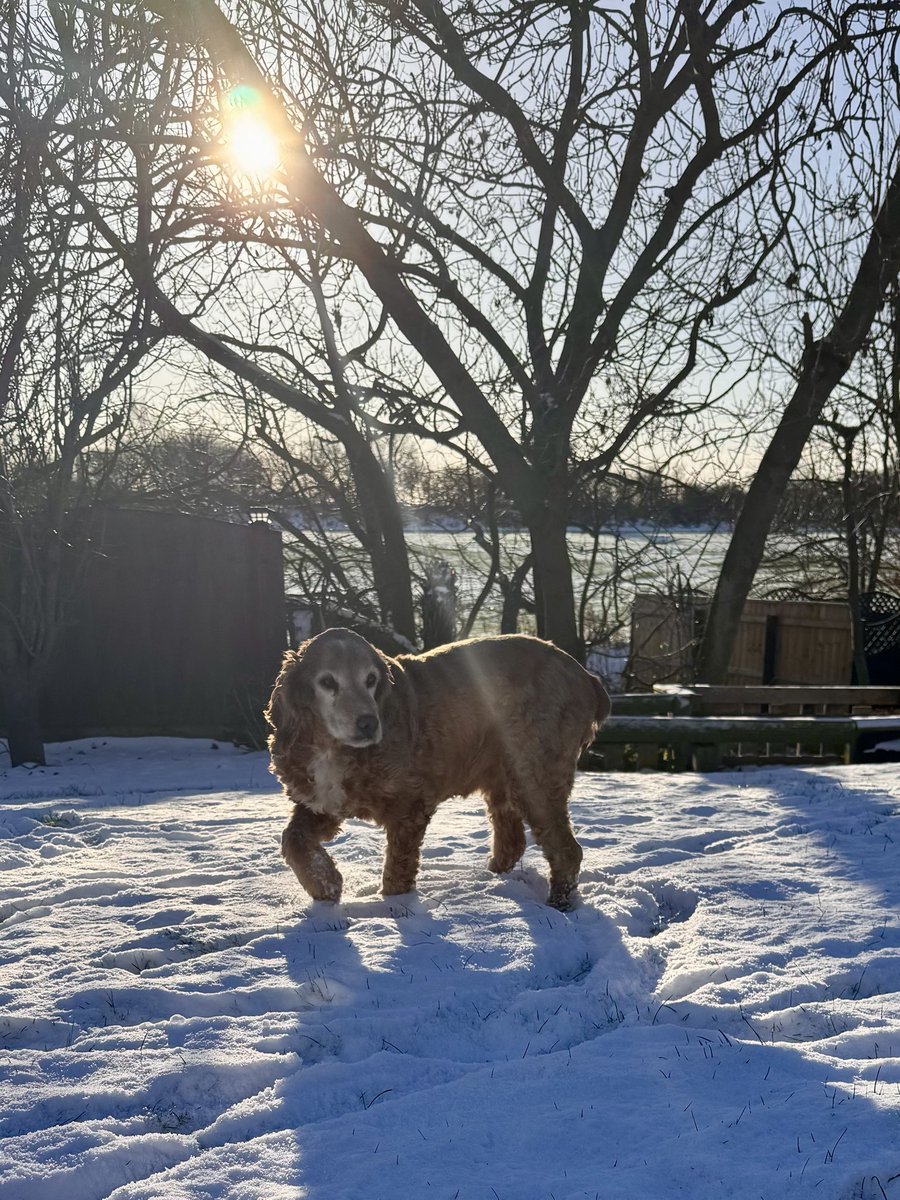 SpanielsSuper's tweet photo. Mum?
Yes Bat?
I’ve given it a really good try…… but I still don’t like it….. can we just have the grass back #MuchNicer #NotASnowBoy https://t.co/F0qqt3YzDP