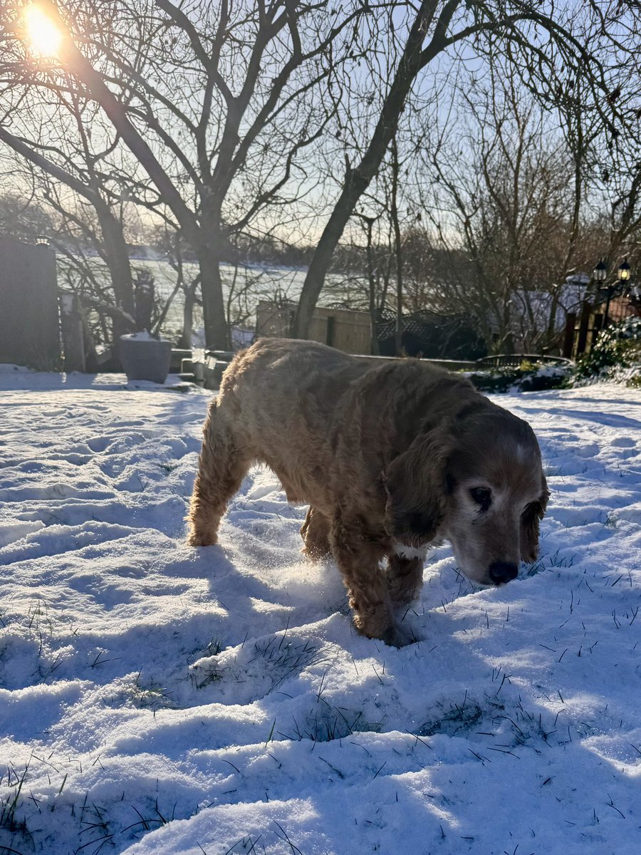 SpanielsSuper's tweet photo. Mum?
Yes Bat?
I’ve given it a really good try…… but I still don’t like it….. can we just have the grass back #MuchNicer #NotASnowBoy https://t.co/F0qqt3YzDP