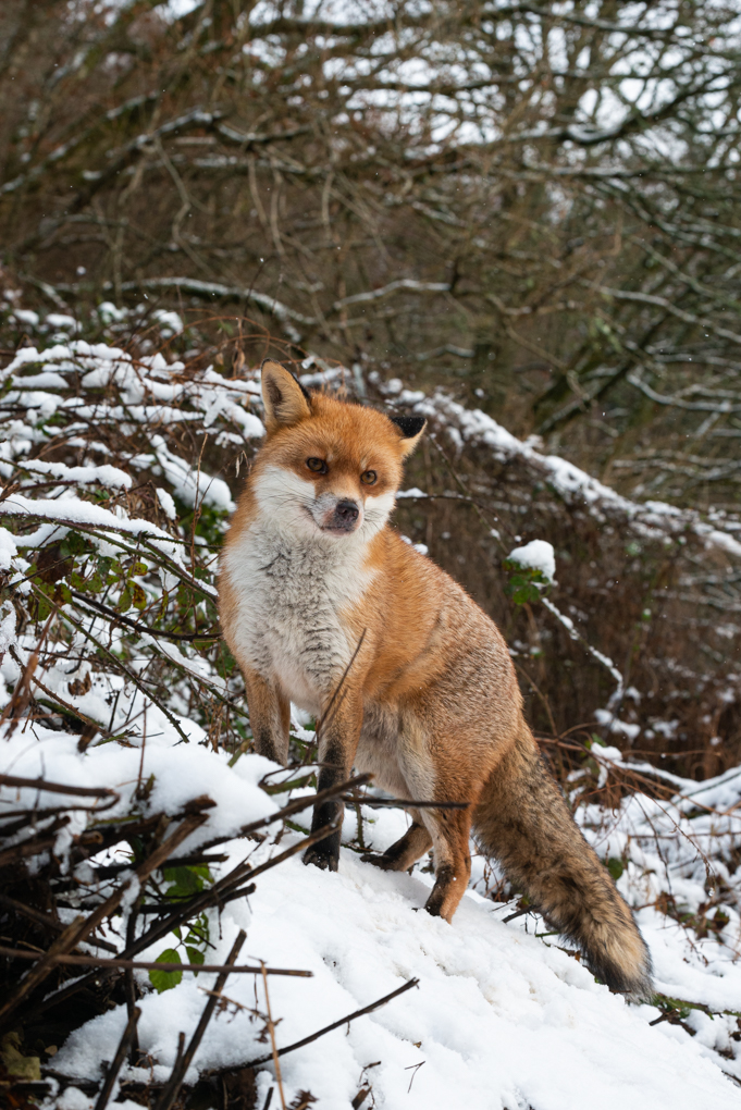 RichardBowler1's tweet image. Definitely the best time of year to photograph foxes. Charlie almost glowing today in the snow.
#foxoftheday