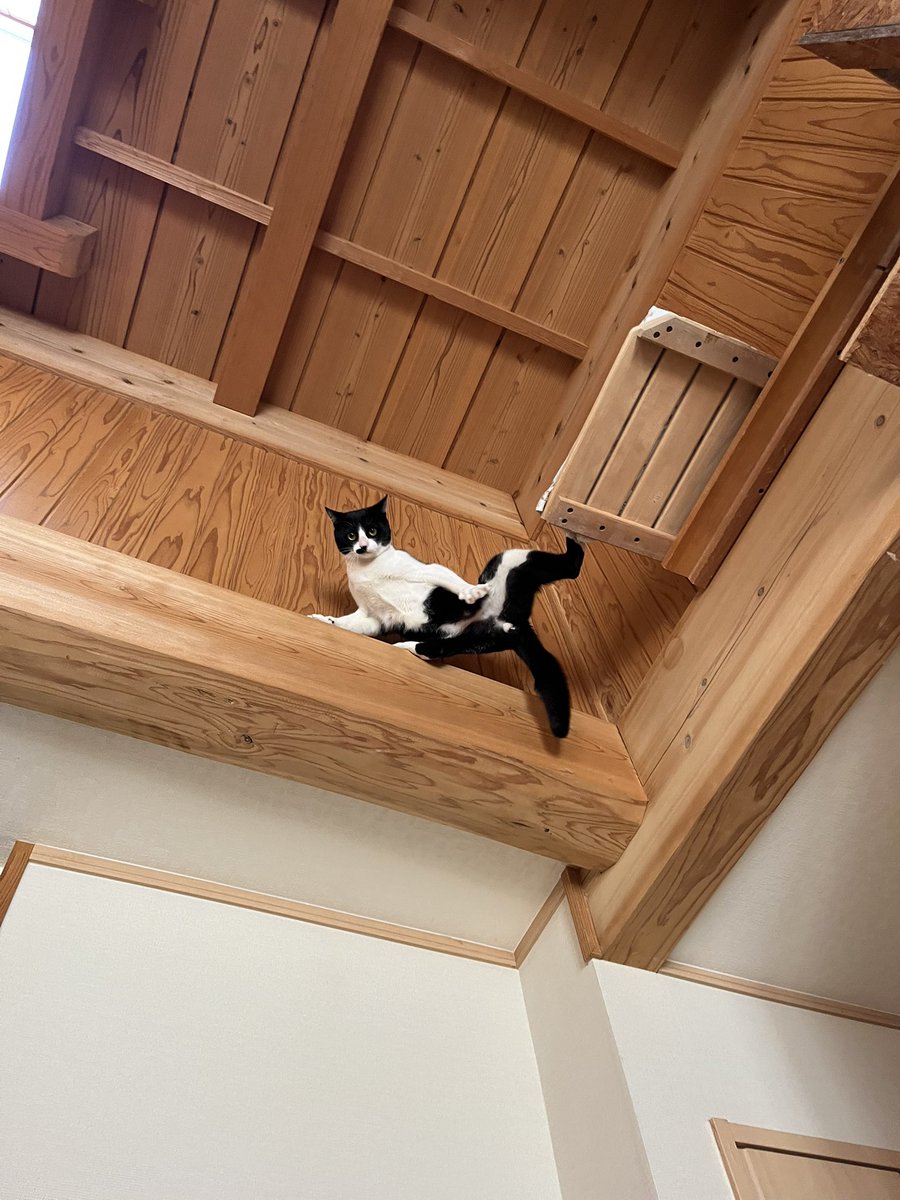 thedadabas's tweet photo. この写真大好きすぎる　おかしすぎるもん
暴れ回って足場のない場所に踏み入れようとして行けなくなってる猫
最高すぎる https://t.co/GWjJCIW496