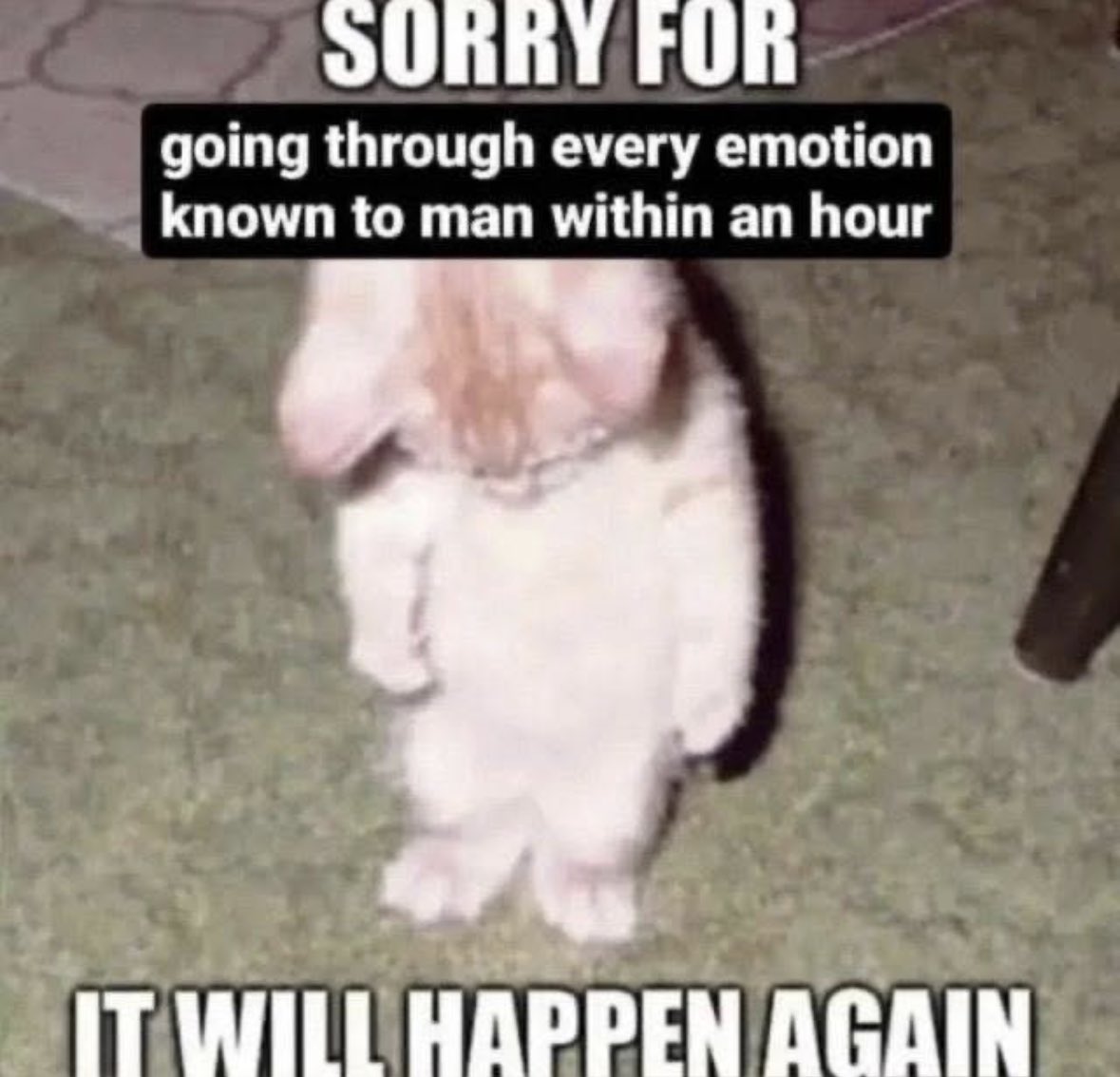 ADHD Memes tweet media