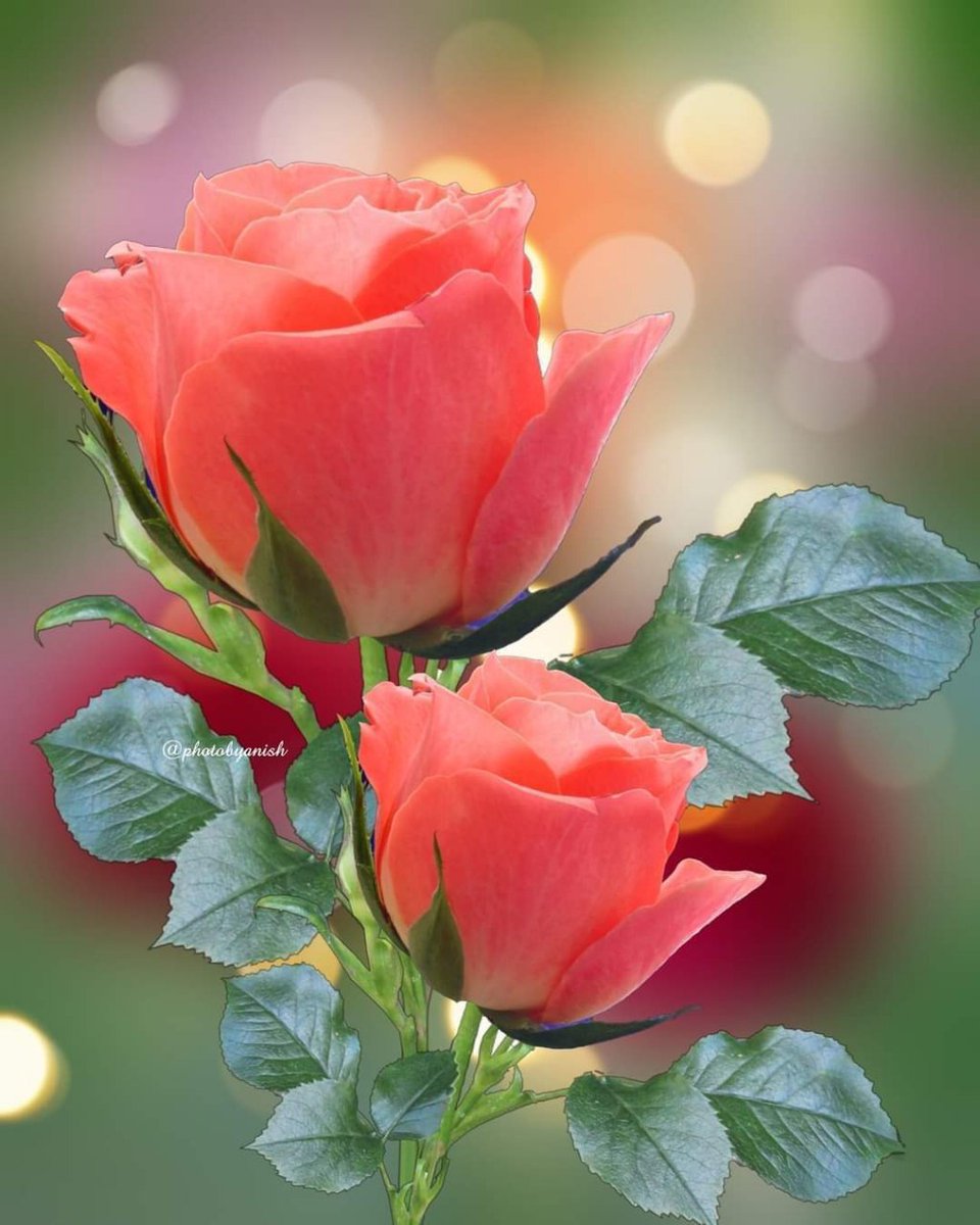 Abbas_m_2's tweet image. فضلا وليس امرا لتنشيط الحساب كم تعليق تحت المنشور  ياأشرف الناس 
 
وخذلك وردة يامتواضع 🌹😘