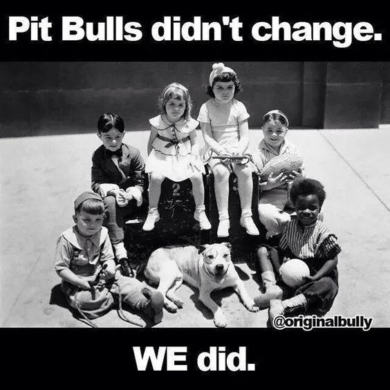 Pit Bulls Didn’t Change. We Did.

They’ve always been loyal.
Always been loving.
Always been eager to please.
But we changed.
📺 We let fear become fact.
📰 We let headlines become truth.
⚖️ We punished the innocent instead of the guilty.

We turned family dogs into scapegoats.