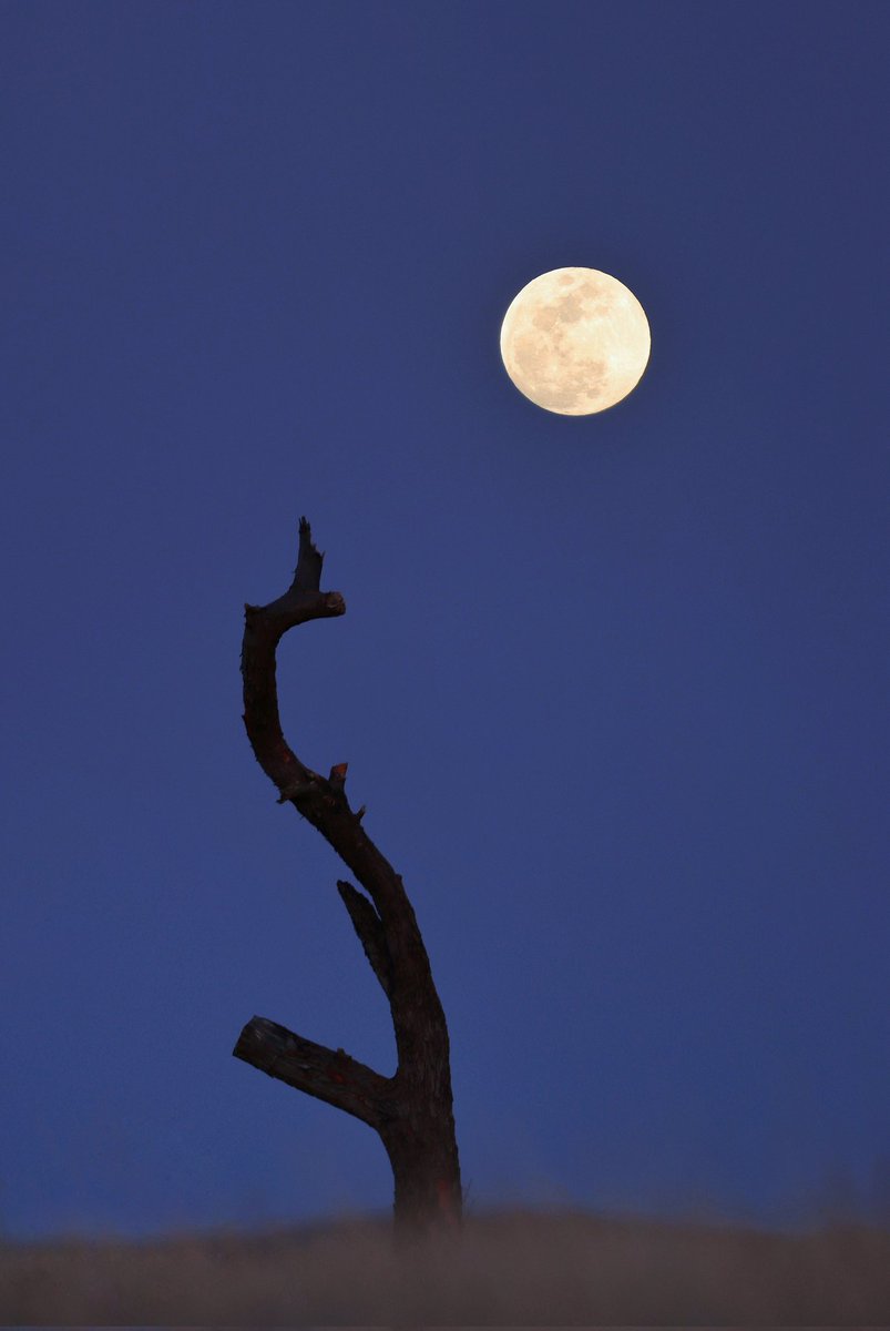 Abbas_rahmani63's tweet photo. "Tree and Moon"

1/1 edition  222 #tezos
 
 #photography 
Link:
https://t.co/AtoLwshIts https://t.co/bM36sKiEKj